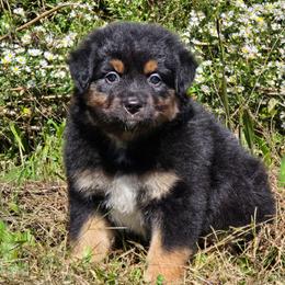 KB.BTF - Black tri female Miniature Australian Shepherd puppy in Deer Lodge, Tennessee from KSH Aussie Haven