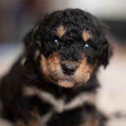 Bernedoodle puppies from North Texas Puppies