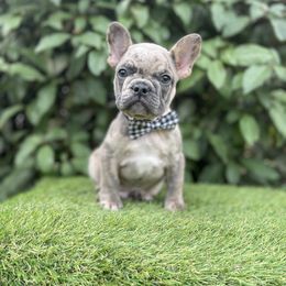 Companion Cross, French Bulldog, Goldendoodle, Pomeranian, and Yorkshire Terrier Puppies from Dbos Furry Friends