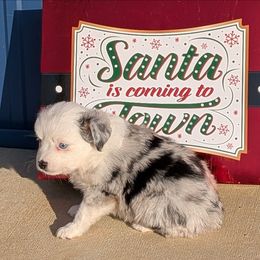 Taylor - Blue merle female Miniature Australian Shepherd puppy in Lufkin, Texas from Texas Lil Cowdogs
