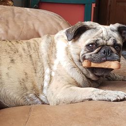 Babii - Pug