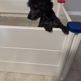 Poodle and West Highland White Terrier All Grown Up from JJs Puppies of the Carolinas