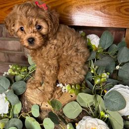 Robin - Red female Cavapoo puppy in Waldron, Arkansas from Kay’s Cutie Poos