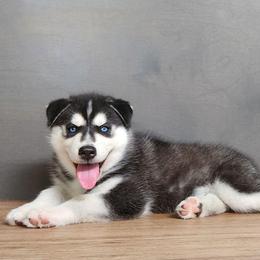 Boy 2 - Black and white male Siberian Husky puppy in Grayson, Kentucky from Kentucky Huskies