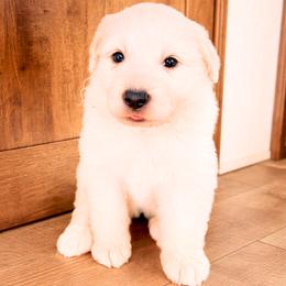 AKC Girl 4 - White female Great Pyrenees puppy in Elfrida, Arizona from Outlaw Acres Farm & Kennels