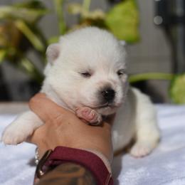 Flora - White female Pomsky puppy in Coos Bay, Oregon from Ocean View Pomskies