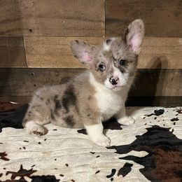 Girl 1 - female American Corgi puppy in Plattsmouth, Nebraska from Moonlit Ranch