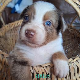 SIRIUS- rmm - Red merle male Australian Shepherd puppy in Salem, Arkansas from Patchwork Kennels