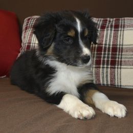 Smirk - Miniature American Shepherd puppy from 74 Ranch Minis