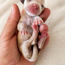 Sporty - Cream female Dachshund puppy in Sebring, Florida from Mini Weenies