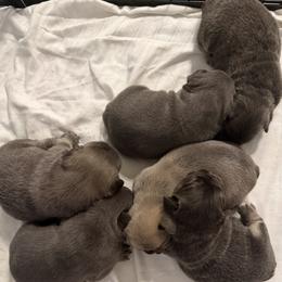 French Bulldog puppies from Michael Shepherd