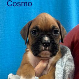 Cosmo - Fawn male Boxer puppy in Elyria, Ohio from Just-A-Wyn Boxers
