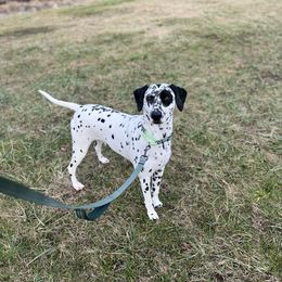 Dalmatian Puppies from Hallmark Dalmatians;