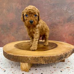Puppy 2 - Red female Cockapoo puppy in Beresford, South Dakota from DAKOTA DOOD RANCH