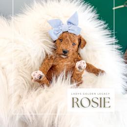 Rosie - Red  female Goldendoodle puppy in Cedar City, Utah from Cedar Doodles- Home of the Teddybear Goldendoodle