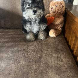 Pepper ( little buddy) - Black and tan male Yorkshire Terrier puppy in Decker, Michigan from Diane's Pups
