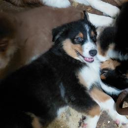 MIDNIGHT - Black tri-color male Australian Shepherd puppy in Elk Creek, Missouri from Hearts on Fire Australian Shepherds
