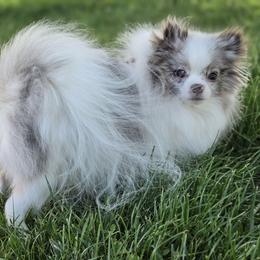 Pollen - Chocolate merle female Pomeranian puppy in Albuquerque, New Mexico from Noko's dogs