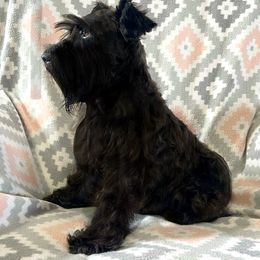 Lola - Miniature Schnauzer
