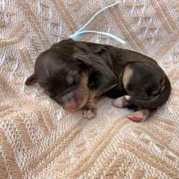Light Blue - Brown and white male Bernedoodle puppy in Charleston, South Carolina from Palm Belle Doodles