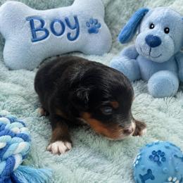 Jet - Black tri male Miniature American Shepherd puppy in Covington County, Alabama from Sweetbay Aussies/ Miniature American Shepherds