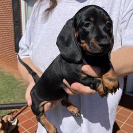 Ralphie - Black and tan male Dachshund puppy in Mocksville, North Carolina from The Dachs of Hazzard Dachshunds