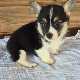 Maverick - Black and white male American Corgi puppy in Checotah, Oklahoma from Skoal Creek Corgi's
