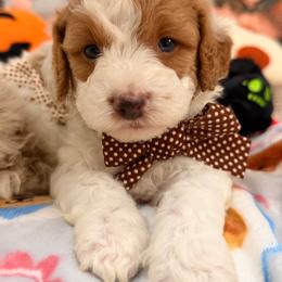 S'more - Blenheim male Cavapoo puppy in Dickerson, Maryland from Pawsome Aussie Doodles and Oodles
