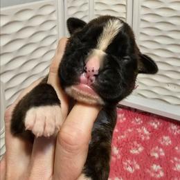 Ovie - Brindle female Boxer puppy in East Moline, Illinois from WildRiver Boxers