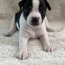 Cassian - White and black male American Hairless Terrier puppy in Visalia, California from OakSahara