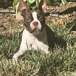 Ella - Boston Terrier