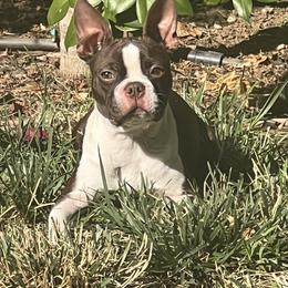 Ella - Boston Terrier