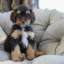 Sully - Brown male Bernedoodle puppy in Ogden, Utah from Stanger Farms