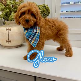Glow - Red male Cavapoo puppy in Buford, Georgia from Petite Posh Puppies