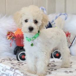 Noah - Cream male Poodle puppy in Green Forest, Arkansas from Horseshoe Drive Kennel