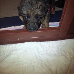 Ivy vom LegendLand - Black and red female German Shepherd puppy in Hillsborough County, Florida from Vom Legend Land
