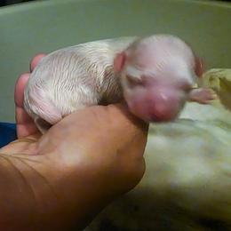 Sherlock - White male Maltese puppy in Belleville, Michigan from Michigan Maltese Puppies
