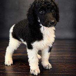 Baby - Parti female Poodle puppy in Washington, Pennsylvania from Patriotic Poodles