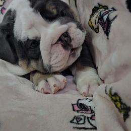 Cupid - Blue tri-color male Bulldog puppy in Franklin Grove, Illinois from Illinois Bullies Kennel