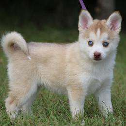 Peony - Red and white female Pomsky puppy in Missouri from Husky Hill Kennel