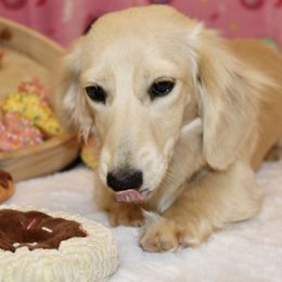 Holly - Dachshund