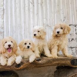 Cockapoo Puppies from Cowboy Country Cockapoos