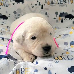 Mr. Pink - Light golden male Golden Retriever puppy in Campton, Kentucky from ElkRidge Goldens