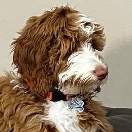 Goldendoodles from Dem GoldenDoodles