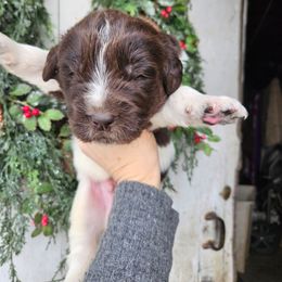 Tucker - White and brown male Newfoundland puppy in Honey Grove, Pennsylvania from Heinrich Family Newfoundlands