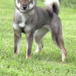 Kaiya - Shikoku Ken