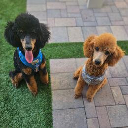 Poodle puppies from Desert Storm Poodles