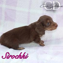 Sirochki - Chocolate and cream female Dachshund puppy in Huntington, Texas from Camacho_Dachshunds