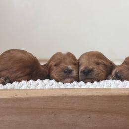 Sparkle - Red  female Goldendoodle puppy in Modesto, California from Central Valley Canine Companions