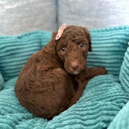 Mouse (Brown Girl) - Red  female Goldendoodle puppy in Toledo, Ohio from Avery Doodle Day LLC